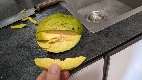 Jewish plum (Spondias dulcis)
