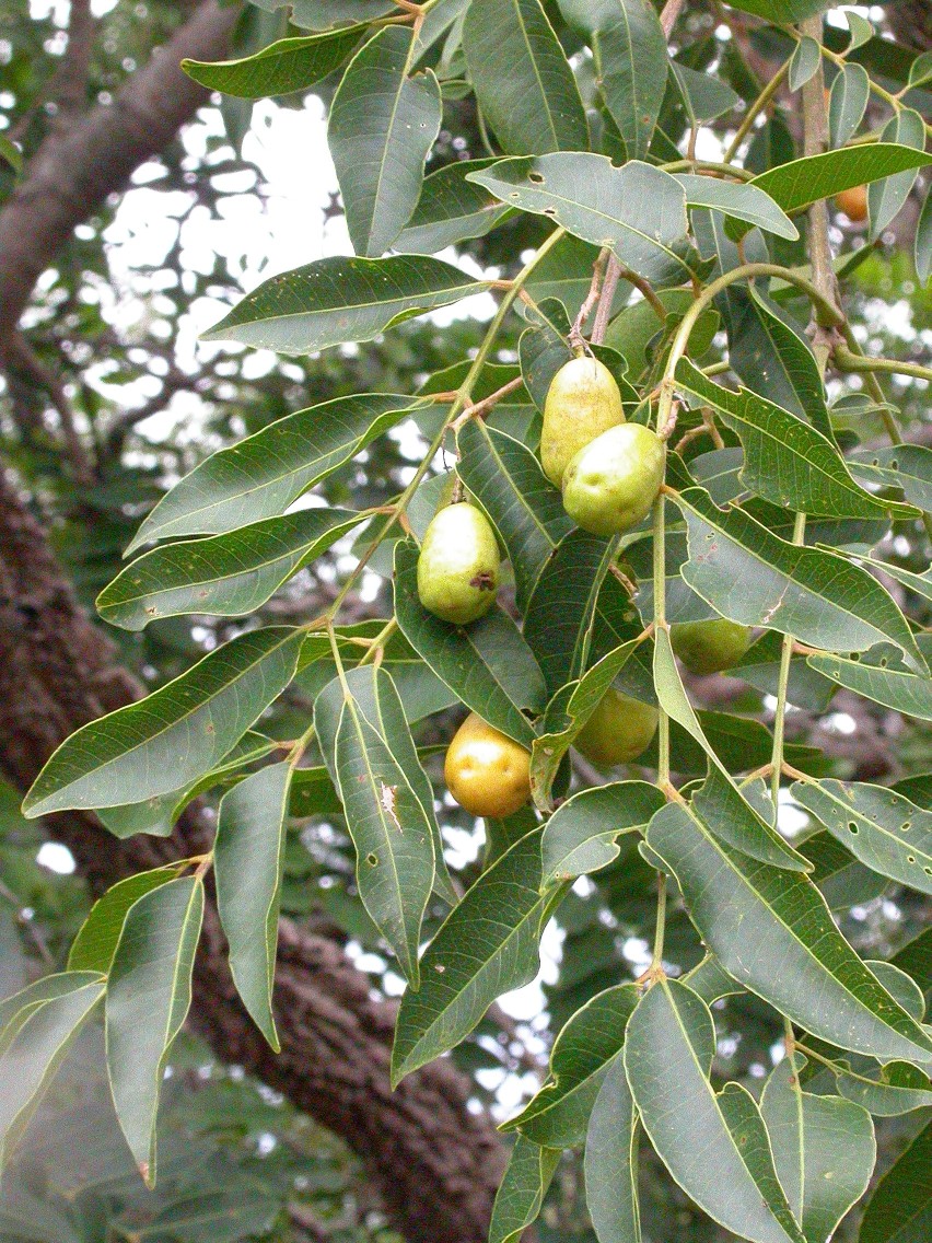Yellow mombin: Spondias mombin , fruiting. Foto taken near Fô, Burkina Faso.