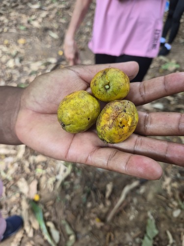 Yellow mombin (Spondias mombin)