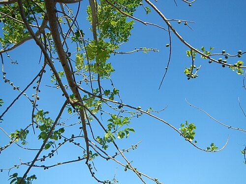 Yellow mombin: Spondias purpurea Spondias mombin L. Anacardiaceae, Sineguelas, Spondias purpurea Linn. Spanish plum in Barangay Suclaban , Mexico, Pampanga .