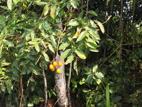 Yellow mombin (Spondias mombin)