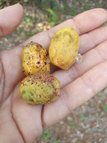 Yellow mombin (Spondias mombin)