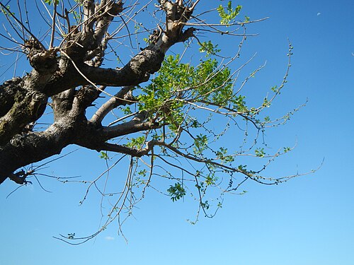 Yellow mombin: Spondias purpurea Spondias mombin L. Anacardiaceae, Sineguelas, Spondias purpurea Linn. Spanish plum in Barangay Suclaban , Mexico, Pampanga .