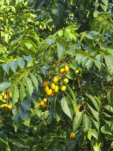 Yellow mombin (Spondias mombin)