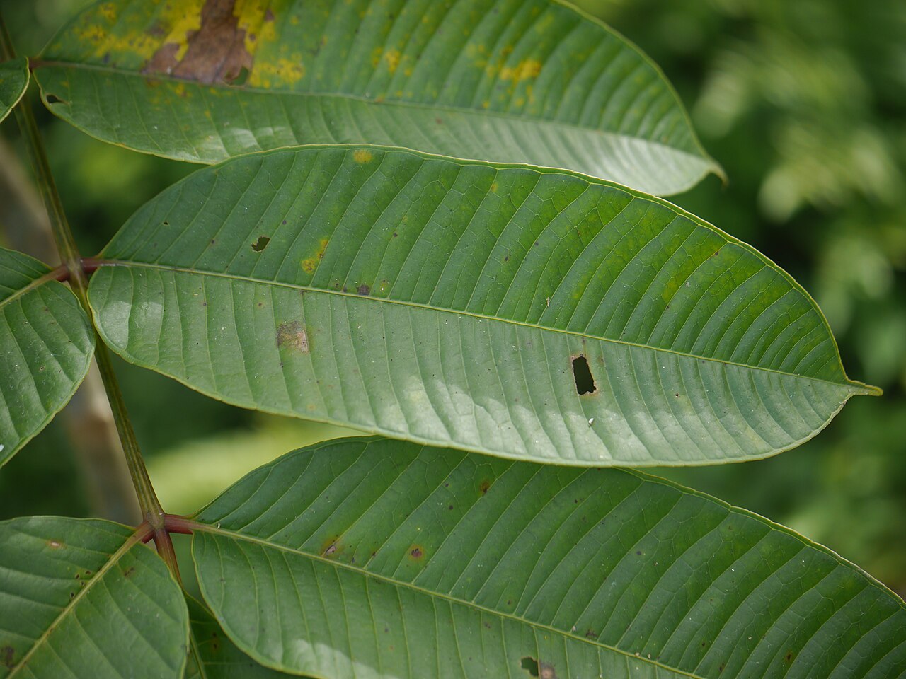 Spondias pinnata: Leaflet of Spondias pinnata