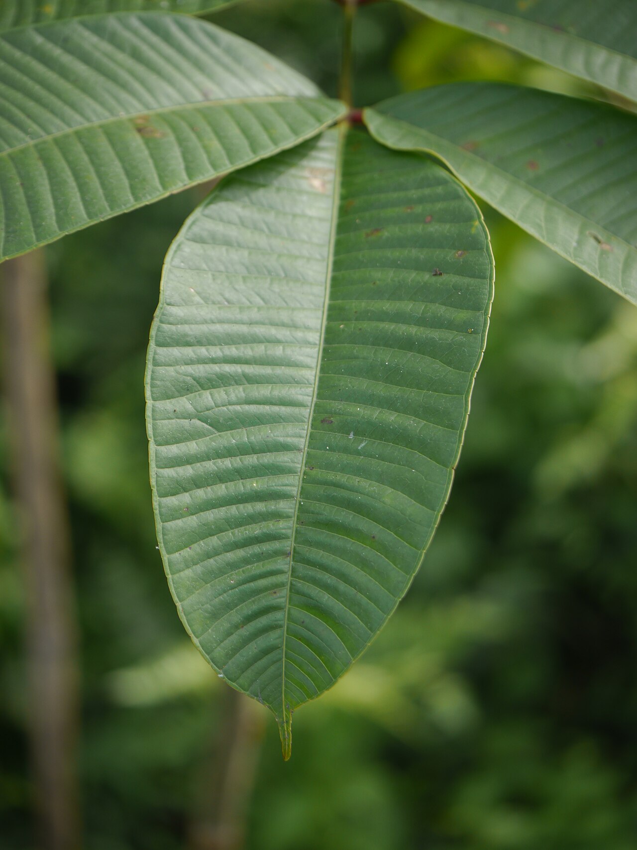 Spondias pinnata: Leaflet of Spondias pinnata
