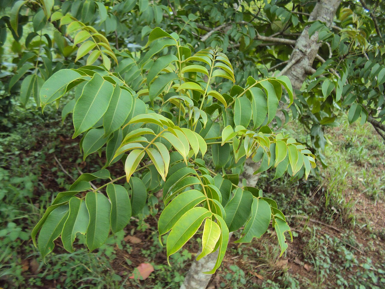 Spondias pinnata: Spondias pinnata