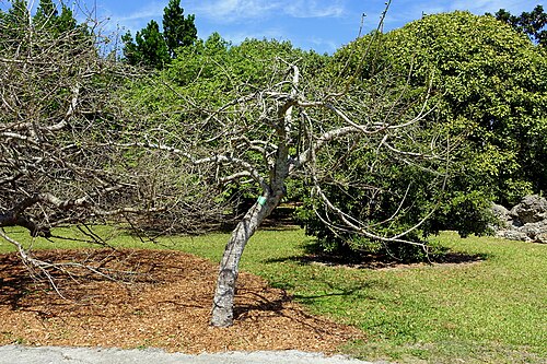 Purple mombin: Plant specimen in the Fruit and Spice Park - Homestead, Florida, USA.