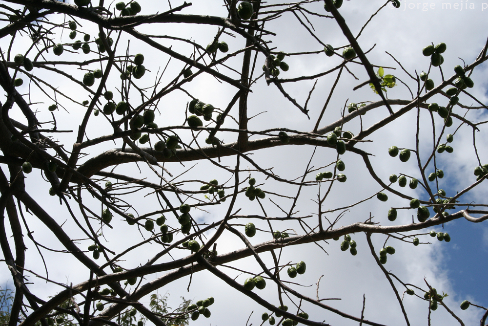 Purple mombin: Jocote Spondias purpurea tree in Selva Negra Nature Reserve in Nicaragua