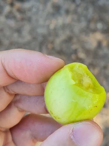 Imbu (Spondias tuberosa)