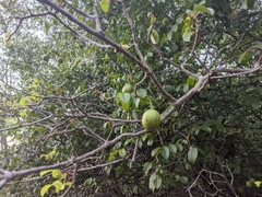 Imbu (Spondias tuberosa)