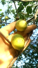 Imbu (Spondias tuberosa)