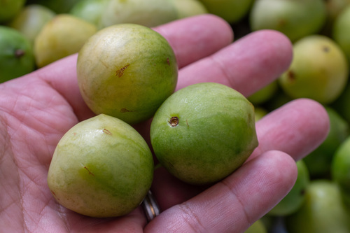 Imbu (Spondias tuberosa)
