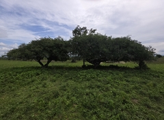 Imbu (Spondias tuberosa)