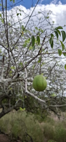 Imbu (Spondias tuberosa)
