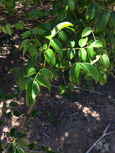 Imbu (Spondias tuberosa)