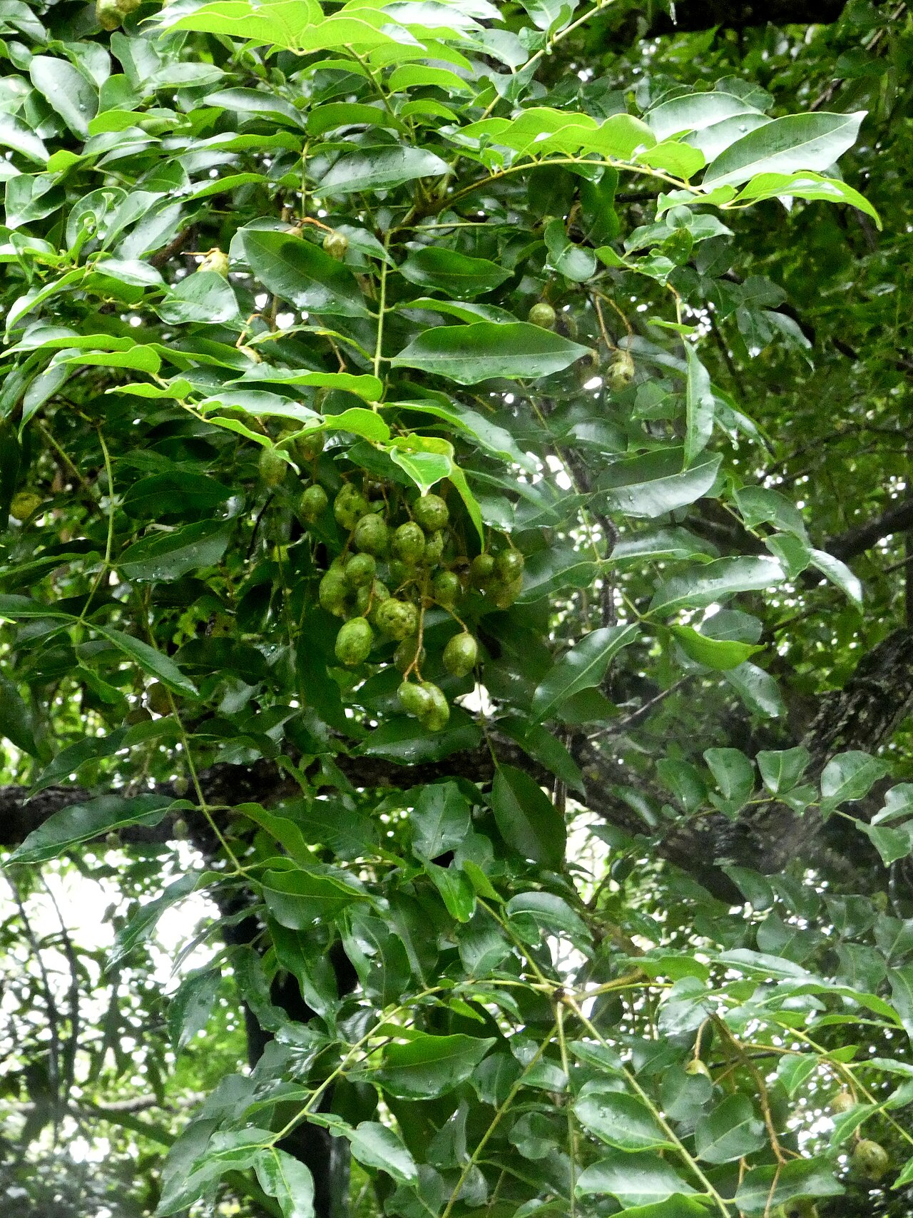 Spondias venulosa: Spondias venulosa foliage and fruit at Cairns Botanic Gardens