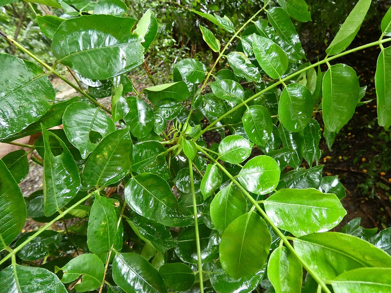 Spondias venulosa: Whorled pinnate leaves of Spondias venulosa