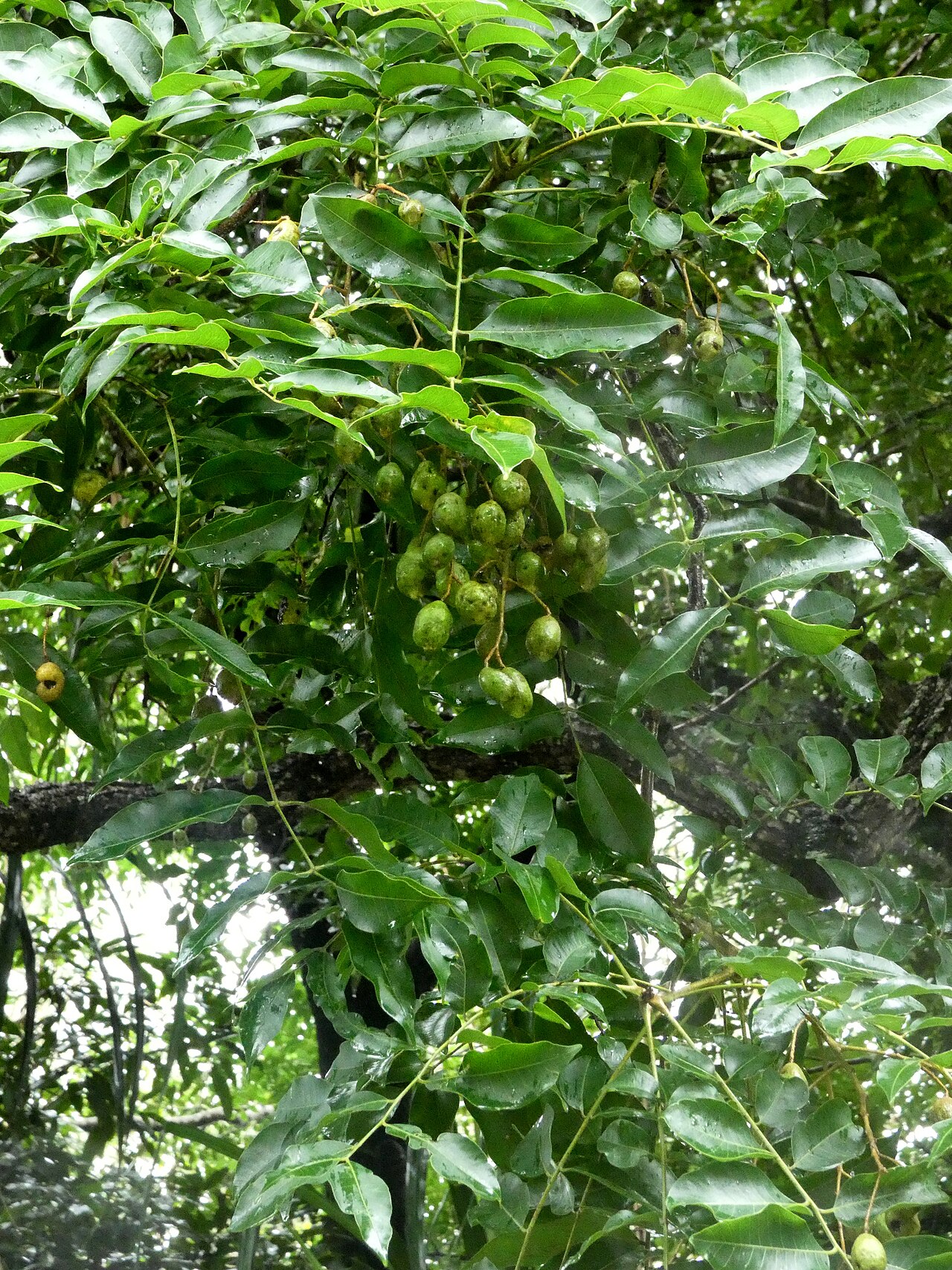 Spondias venulosa: Spondias venulosa foliage and fruit at Cairns Botanic Gardens