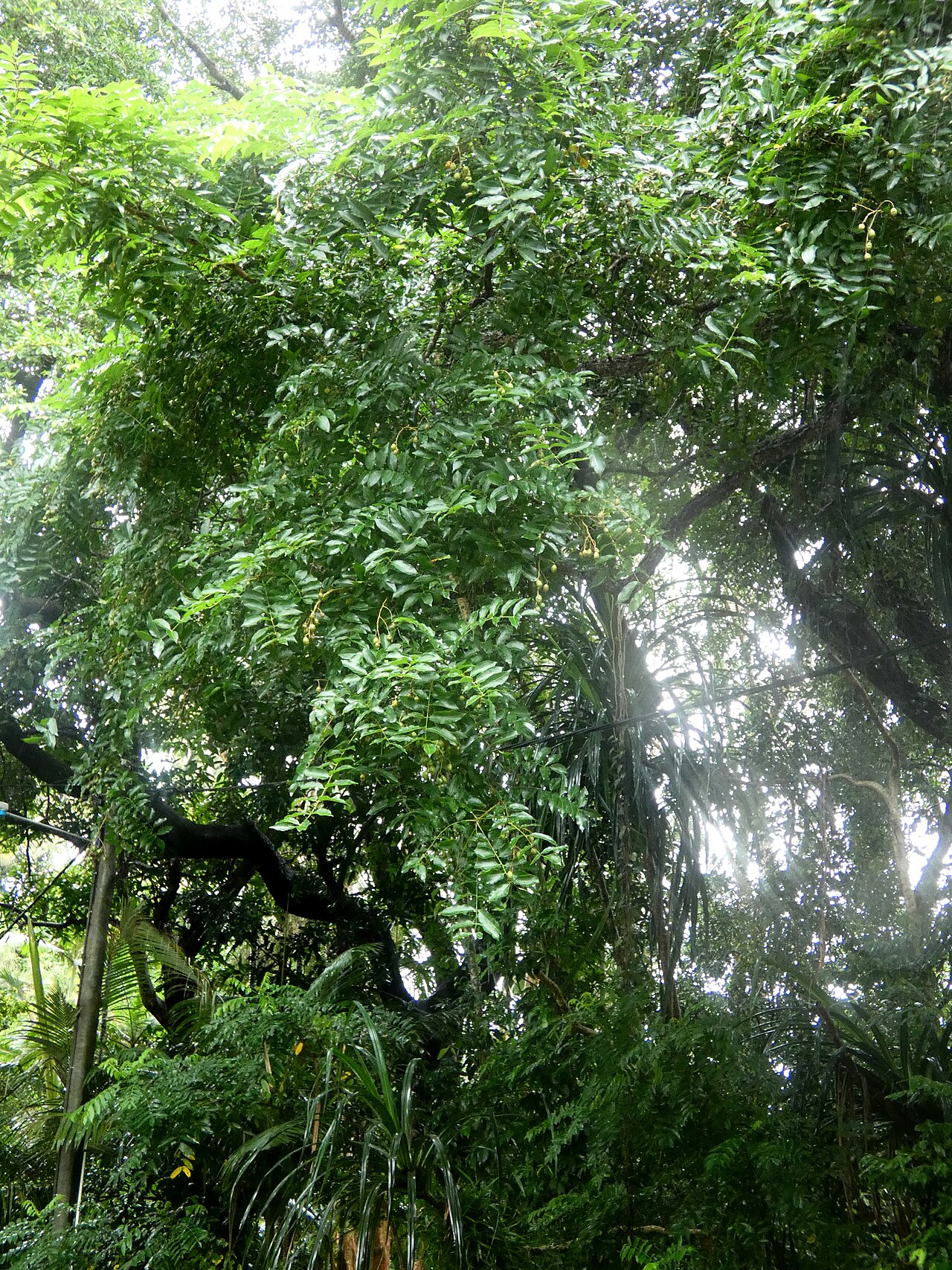 Spondias venulosa: Spondias venulosa growing at Cairns Botanic Gardens