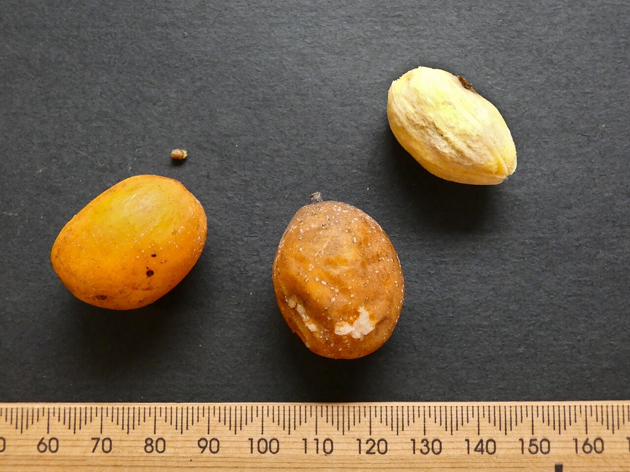Spondias venulosa: Two fruits and a seed of Spondias venulosa