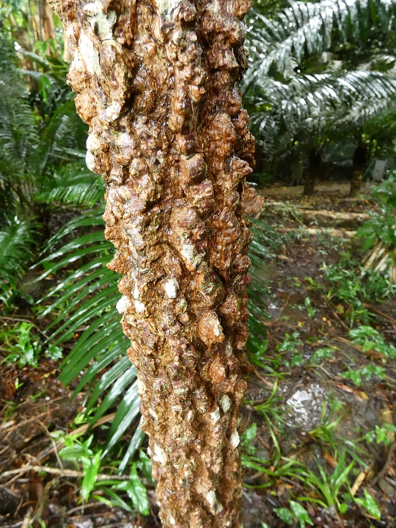 Spondias venulosa: Trunk of a Spondias venulosa sapling at Cairns Botanic Gardens