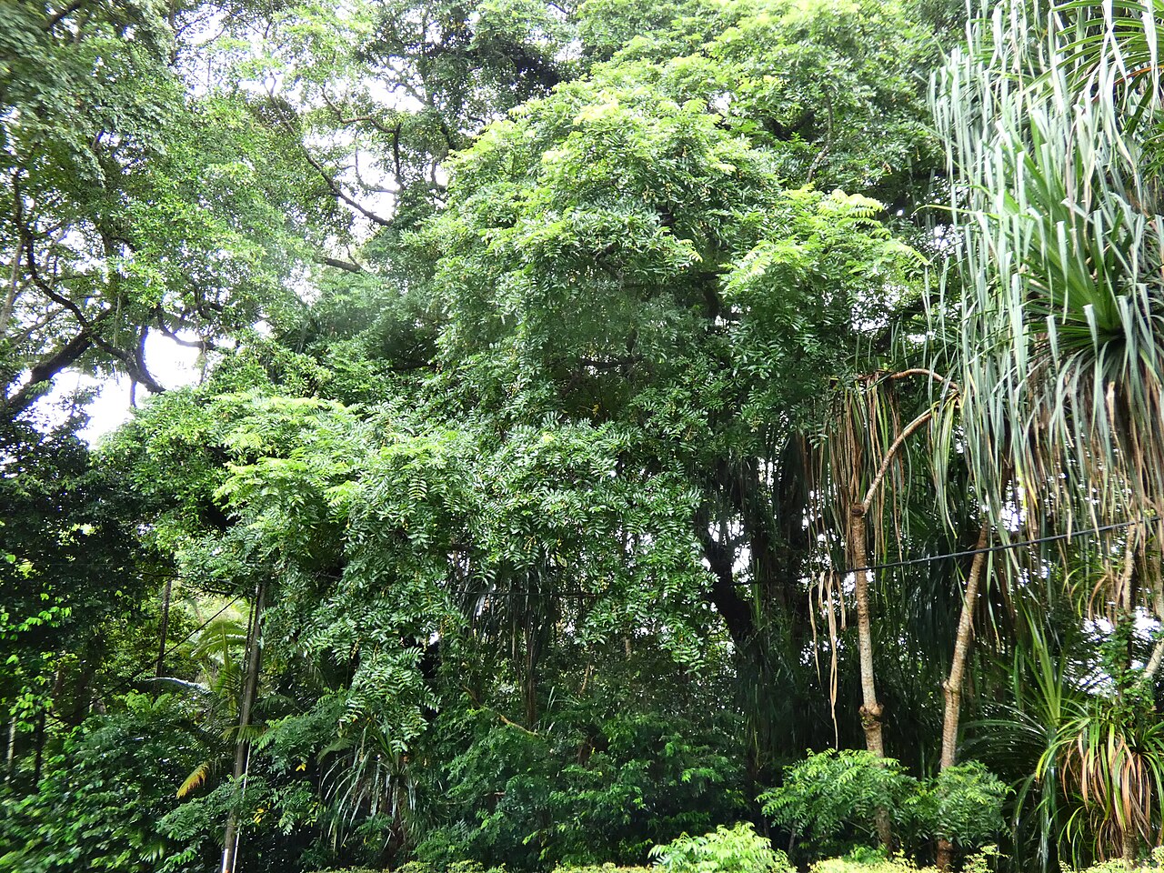 Spondias venulosa: Foliage of Spondias venulosa at Cairns Botanic Gardens