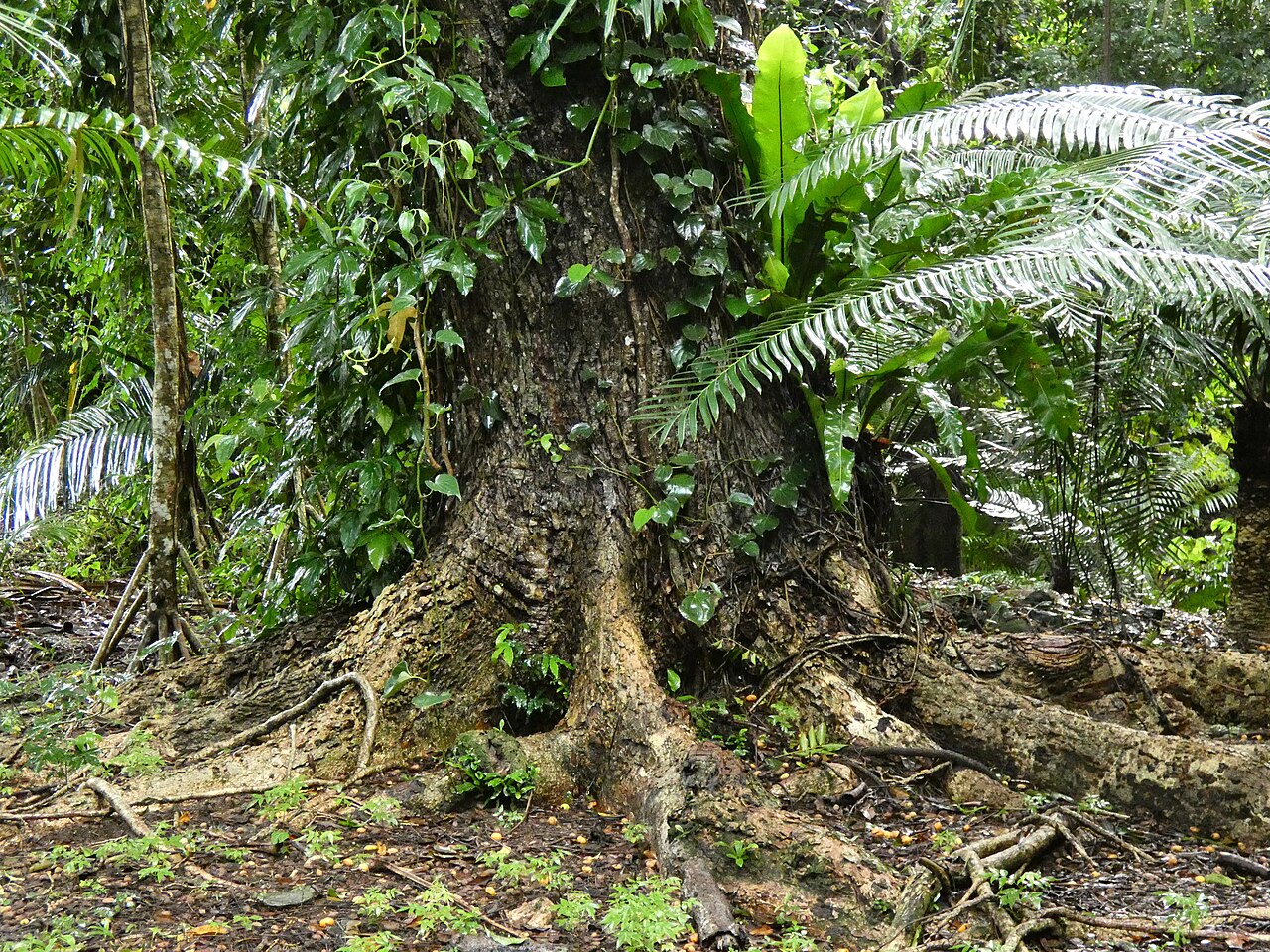 Spondias venulosa: Spondias venulosa buttress roots at Cairns Botanic Gardens