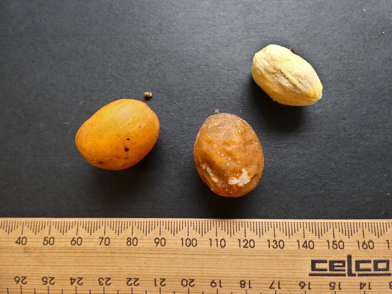 Spondias venulosa: Two fruits and a seed of Spondias venulosa