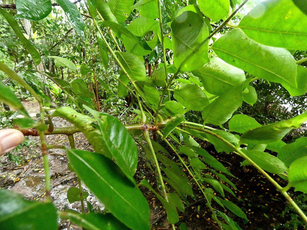 Spondias venulosa: Whorled pinnate leaves of Spondias venulosa