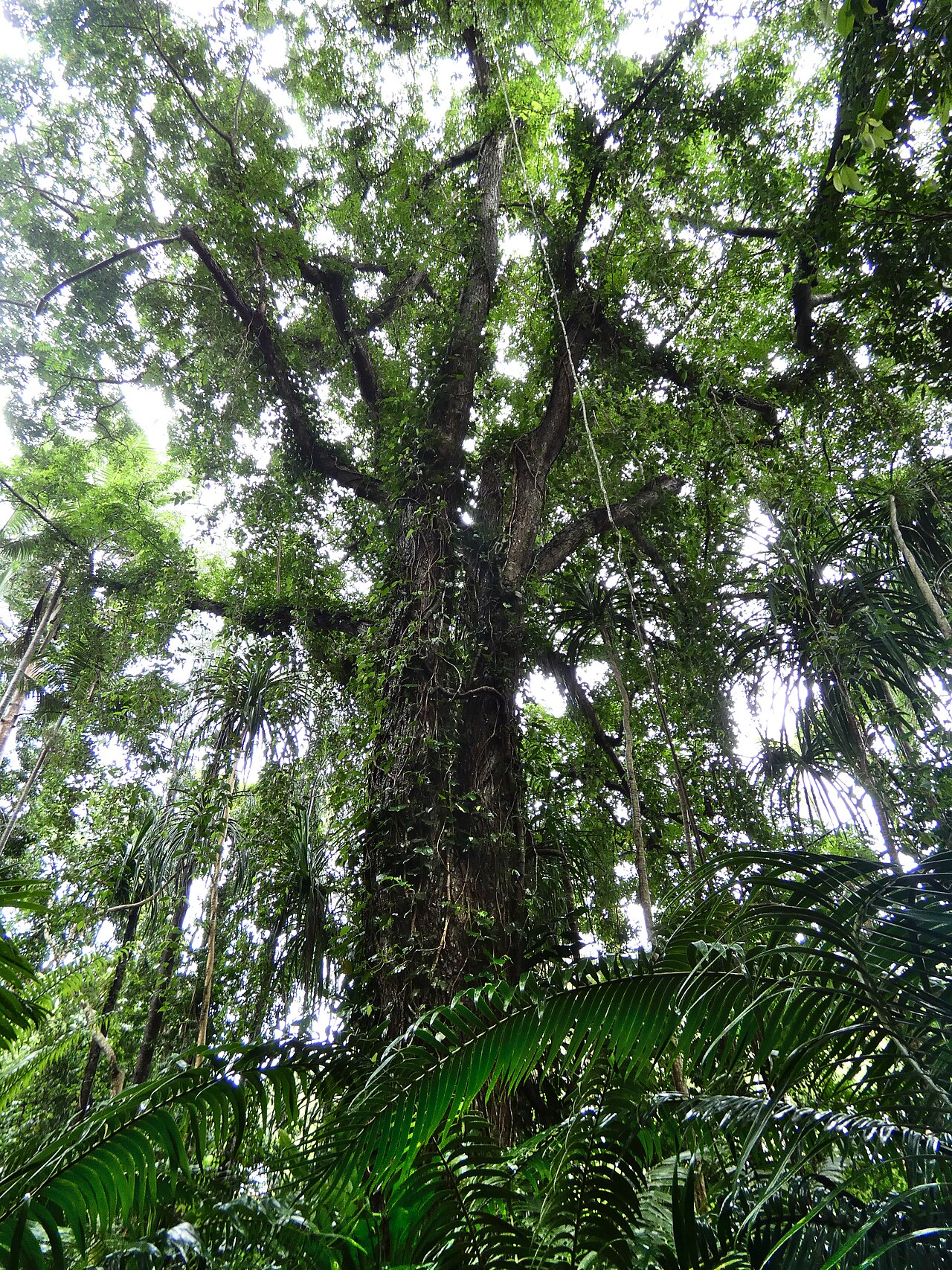Spondias venulosa: Spondias venulosa at Cairns Botanic Gardens