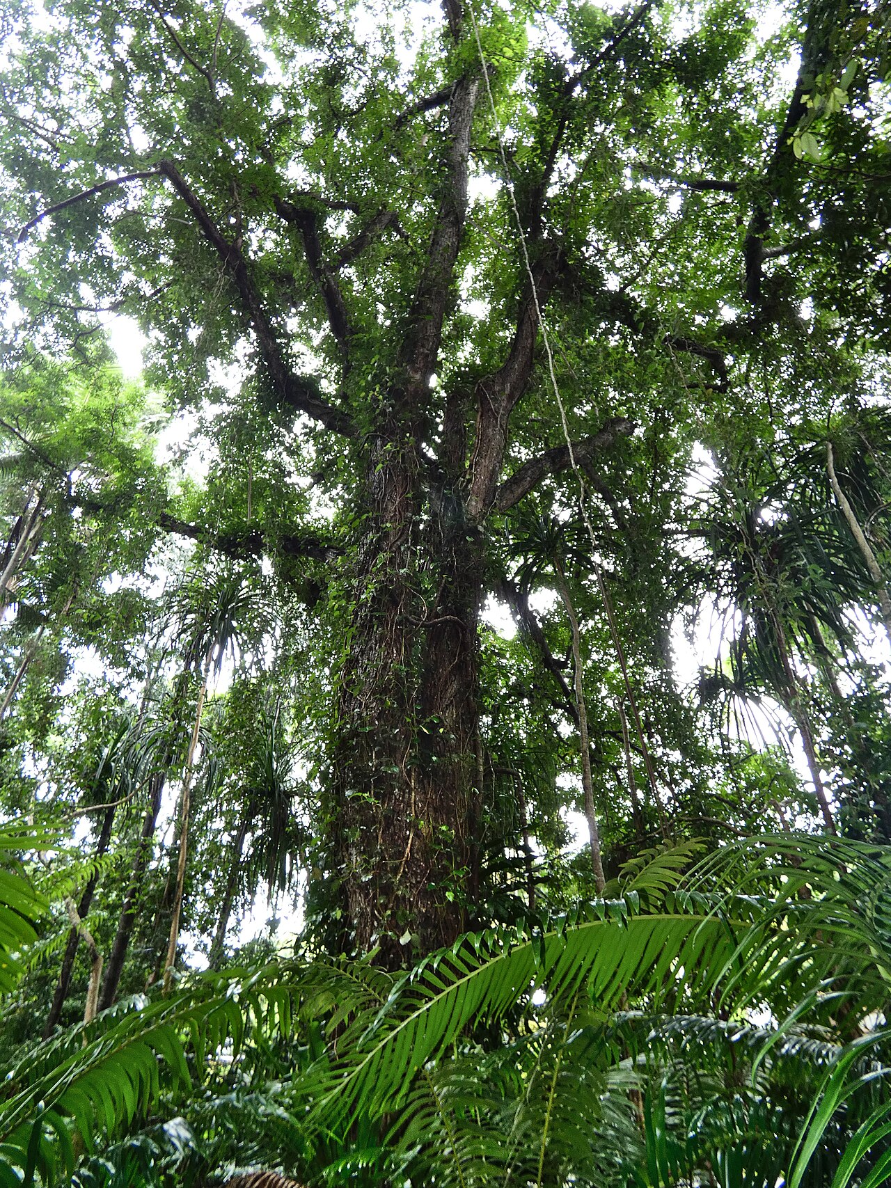 Spondias venulosa: Spondias venulosa at Cairns Botanic Gardens