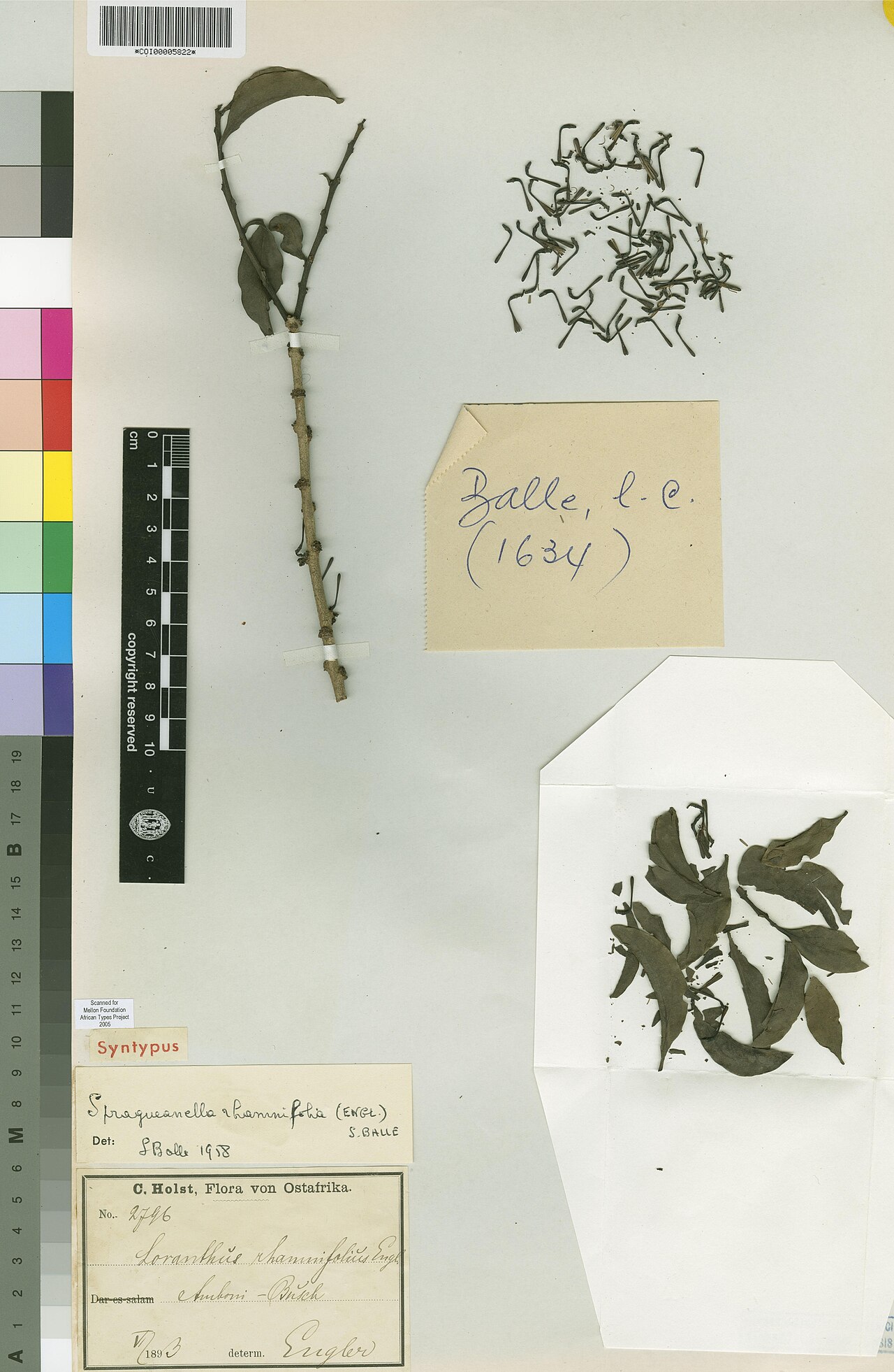 Spragueanella rhamnifolia: Photograph of Syntype of Spragueanella rhamnifolia at Herbarium of the University of Coimbra, Portugal (COI). Specimen COI00005822. http://coicatalogue.uc.pt/sp
