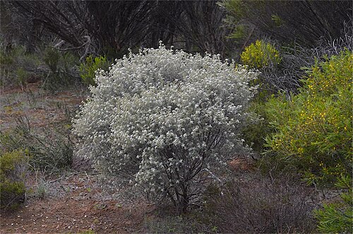 Spyridium bifidum: Spyridium bifidum subsp. bifidum near Range Road, 35 km SW of Cleve, Eyre Peninsula, South Australia