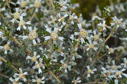 Spyridium bifidum: Spyridium bifidum subsp. bifidum near Range Road, 35 km SW of Cleve, Eyre Peninsula, South Australia