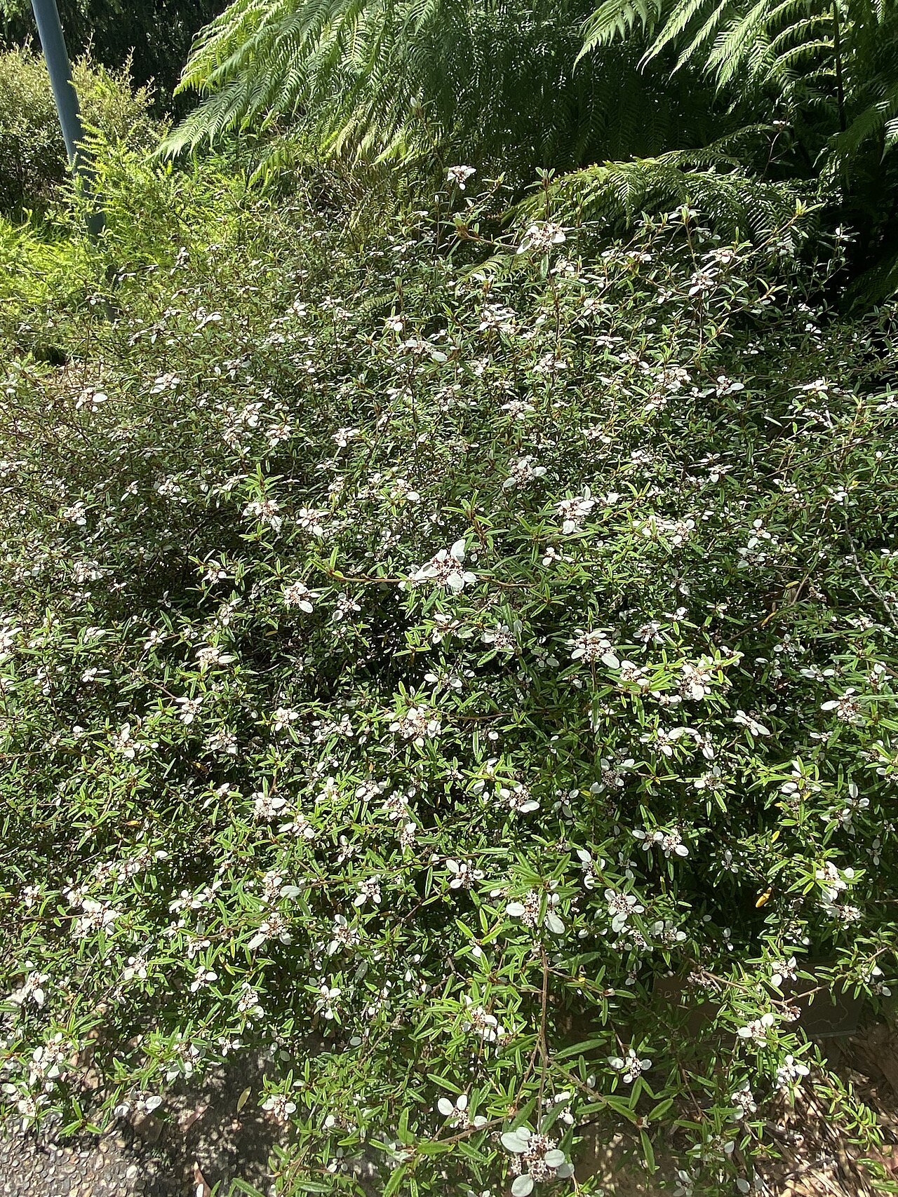 Spyridium burragorang: Spyridium burragorang cultivated plant growing in the Australian National Botanic Garden