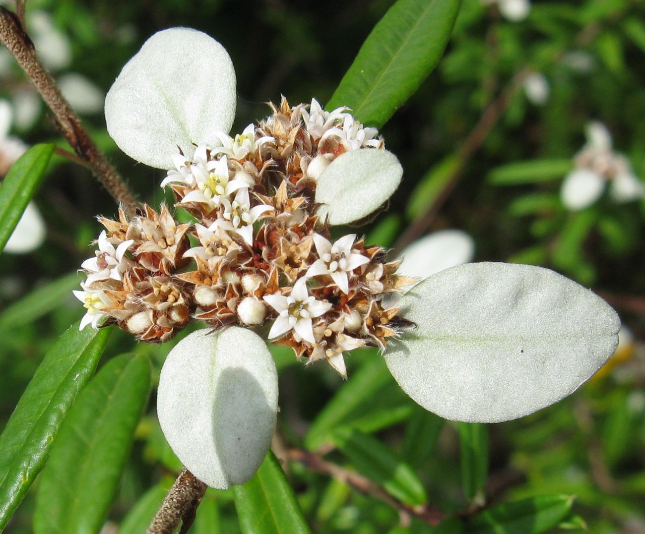 Spyridium burragorang: Spyridium burragorang, Australian National Botanic Gardens, Canberra