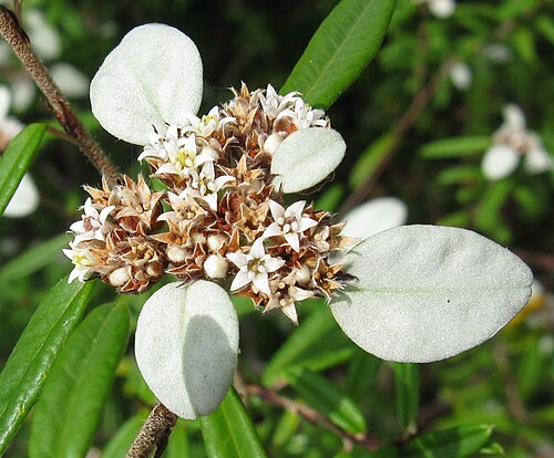 Spyridium burragorang: Spyridium burragorang, Australian National Botanic Gardens, Canberra