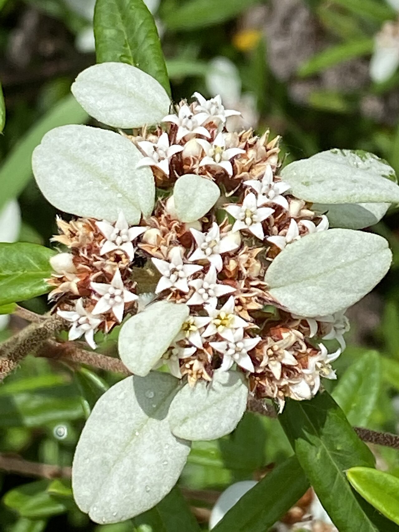 Spyridium burragorang: Spyridium burragorang cultivated plant growing in the Australian National Botanic Garden