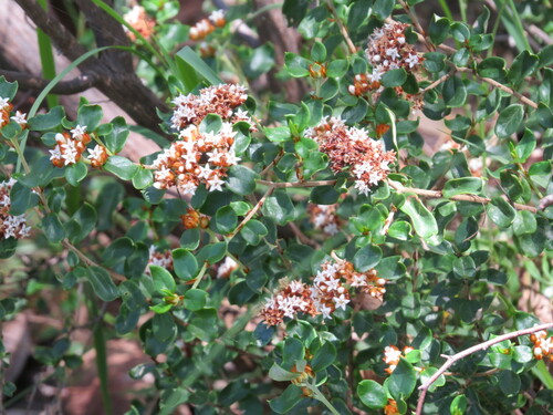 Spyridium buxifolium (Spyridium buxifolium)