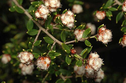 Spyridium buxifolium: Spyridium buxifolium in the Australian National Botanic Gardens