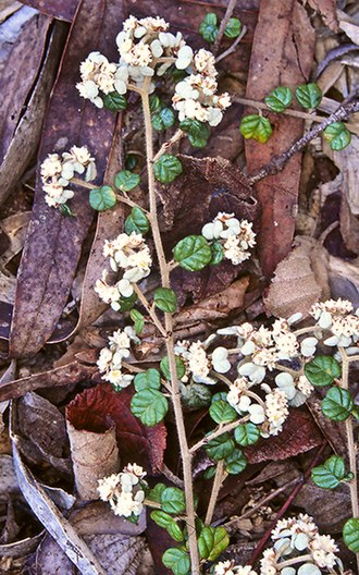 Spyridium cinereum: Spyridium cinereum in the Australian National Botanic Gardens