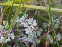 Spyridium cinereum (Spyridium cinereum)
