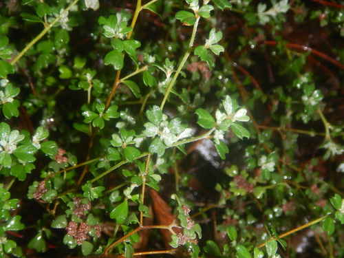 Spyridium cinereum (Spyridium cinereum)