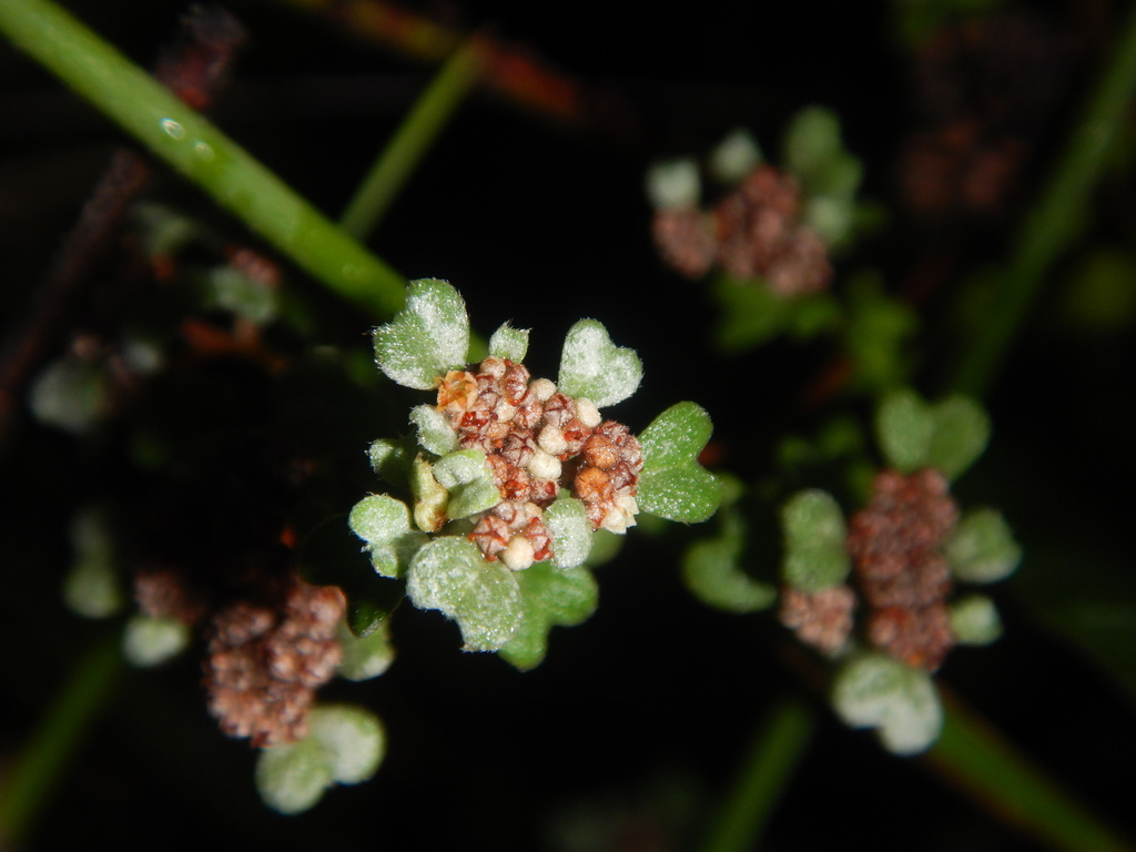 Spyridium cinereum (Spyridium cinereum)