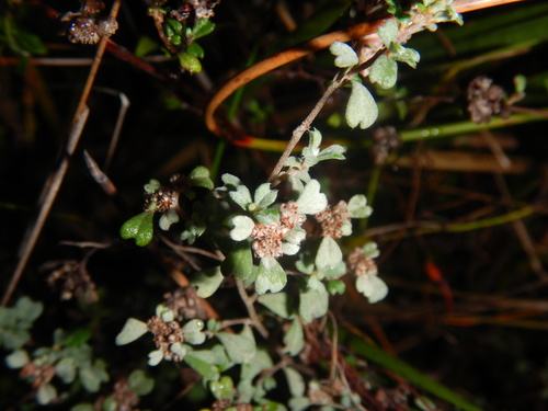 Spyridium cinereum (Spyridium cinereum)