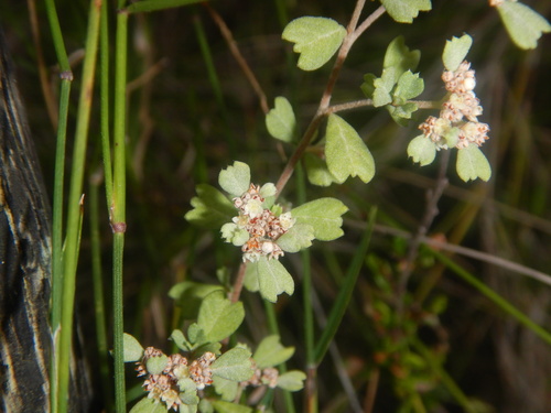 Spyridium cinereum (Spyridium cinereum)