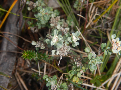 Spyridium cinereum (Spyridium cinereum)