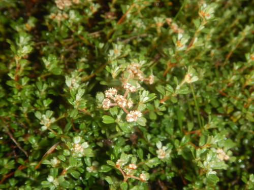 Spyridium cinereum (Spyridium cinereum)
