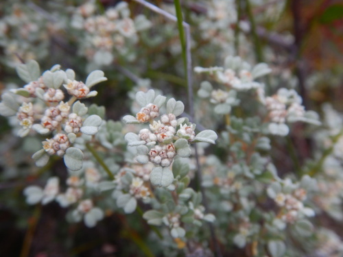 Spyridium cinereum (Spyridium cinereum)
